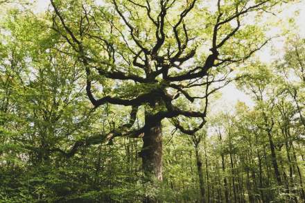 foret de brocéliande