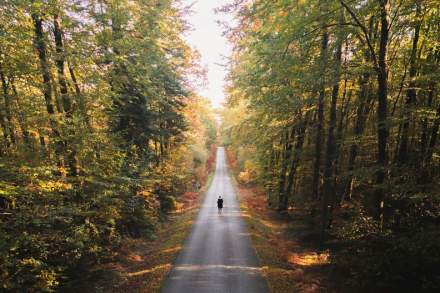 automne foret camors